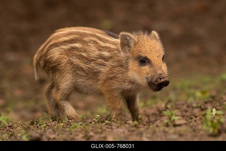 Wild Boar (Sus scrofa), piglet or young boar, Rhineland-Palatinate, Germany-stock-foto