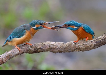 Kingfisher (Alcedo atthis), breeding pair, male handing over a fish to the female as a bridal gift, prey handover, Neckartal, Baden-Württemberg, Germany-stock-foto