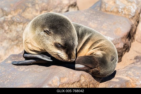 Young Brown Fur Seal or Cape Fur Seal (Arctocephalus pusillus) sleeping on a rock, Dorob National Park, Cape Cross, Namibia-stock-foto