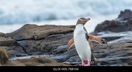 Yellow-eyed penguin, Hoiho (Megadyptes antipodes) on rock, drying its wings, Petrified Forest, Curio Bay, Southlands, South Island, New Zealand-stock-foto