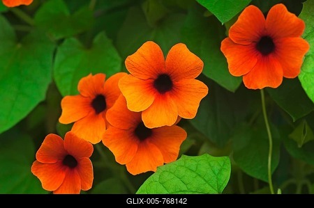 Flowers of the Black-eyed Susan (Thunbergia alata)-stock-foto
