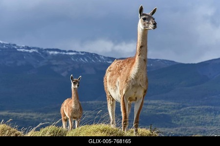 Guanacos (Lama guanicoe) on a ridge, Tamango National Reserve National Park, at Cochrane, Patagonia, Chile-stock-foto