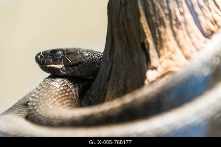 Black Mamba (Dendroaspis polylepis), Living Desert Snake Park, Walvis Bay, Namibia-stock-foto