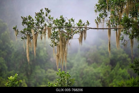 Old Man's Beard (Usnea) hanging on branch, cloud rainforest, Tenerife, Canary Islands, Spain-stock-foto