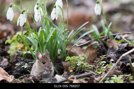 House mouse (Mus musculus) looking out of its burrow, Hesse, Germany-stock-foto