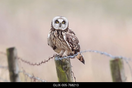 Short-eared Owl (Asio flammeus) sitting on old fence post with barbed wire, Lauwersmeer National Park, Holland, The Netherlands-stock-foto