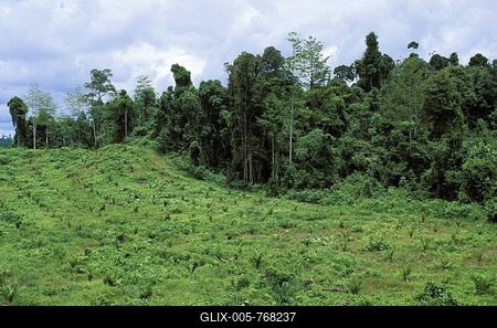 Young oil palm plantation (Elaeis) in front of rainforest, rainforest destruction, Sabah, Borneo, Southeast Asia-stock-foto