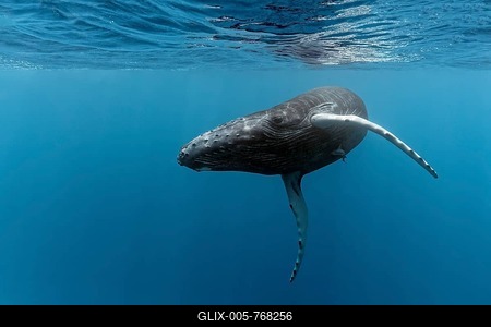 Humpback whale (Megaptera novaeangliae), close to the sea, Pacific Ocean, Rurutu, French Polynesia-stock-foto