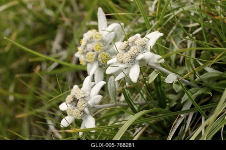 Several edelweiss Leontopodium alpinum in the meadow-stock-foto