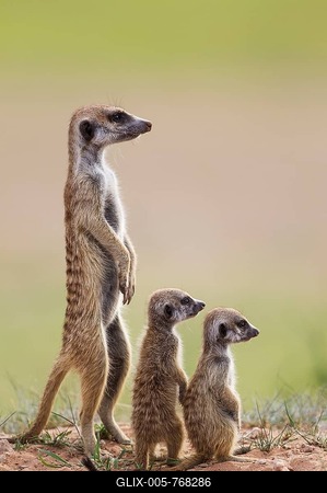 Suricates (Suricata suricatta), adult with two young on the lookout, during the rainy season in green surroundings, Kalahari Desert, Kgalagadi Transfrontier Park, South Africa-stock-foto