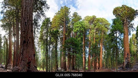 Giant sequoia trees (Sequoiadendron giganteum) in the Giant Forest, Sequoia National Park, California, United States-stock-foto