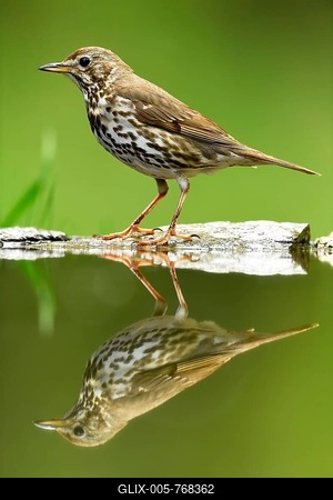 Song Thrush (Turdus philomelos), old bird with reflection, Kiskuns疊 National Park, Hungary-stock-foto