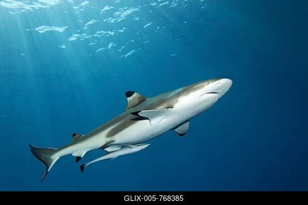 Blacktip reef shark (Carcharhinus melanopterus), swims in the open sea in sunbeams, White Shipkeeper (Remorina albescens), Moorea Island, Windward Islands, French Polynesia, France, Pacific Ocean.-stock-foto