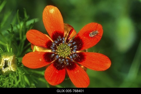 Summer pheasant's-eye (Adonis aestivalis)-stock-foto
