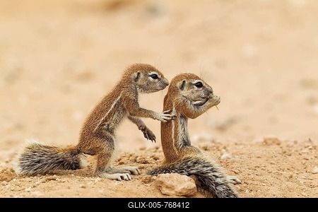 Cape Ground Squirrels (Xerus inauris), two young, Kalahari Desert, Kgalagadi Transfrontier Park, South Africa-stock-foto