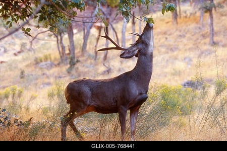 Mule Deer (Odocoileus hemionus), Zion National Park, Utah, USA-stock-foto