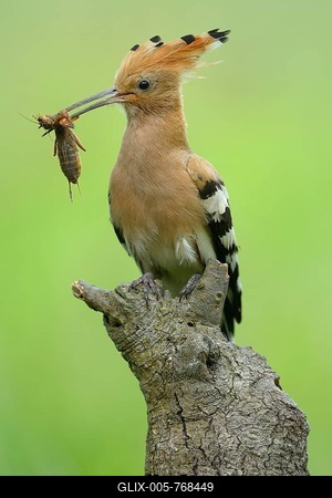 Hoopoe (Upupa epops), adult with prey, European mole cricket (Gryllotalpa gryllotalpa), on its perch, Kiskuns疊 National Park, Hungary-stock-foto