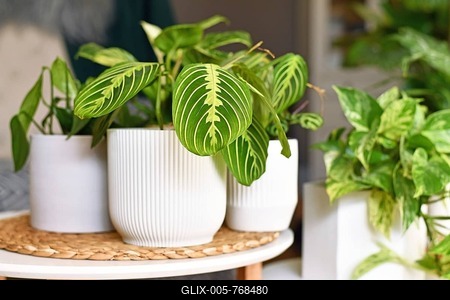 Exotic 'Maranta Leuconeura Lemon Lime' houseplant in flower pot on table-stock-foto