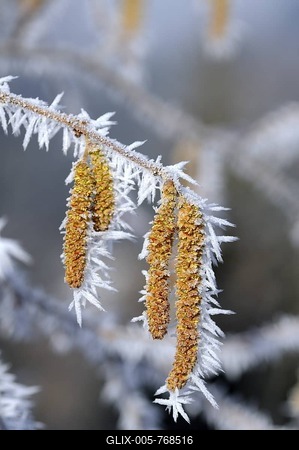 Ice crystals formed on Hazel flowers (Corylus)-stock-foto