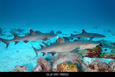 Three white tip reef sharks (Triaenodon obesus) swimming close to seabed, Cocos Island, Costa Rica-stock-foto