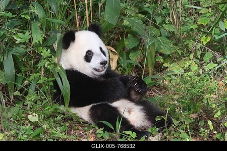Giant Panda (Ailuropoda melanoleuca), 2 years, resting, China Conservation and Research Centre for the Giant Panda, Chengdu, Sichuan, China-stock-foto