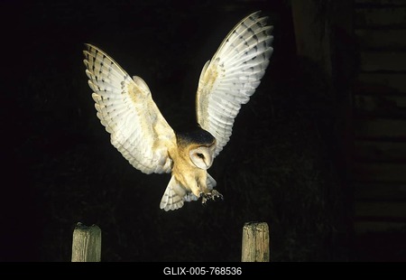 Barn owl (Tyto alba)  (Strigiiformes) at approach-stock-foto