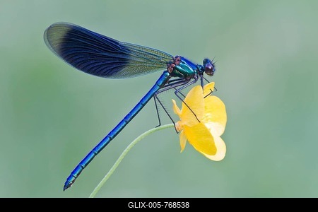 Banded Demoiselle (Calopteryx splendens), male, perched on a Buttercup flower (Ranunculus), North Hesse, Hesse, Germany-stock-foto