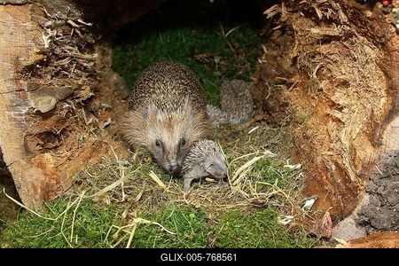 European Hedgehog (Erinaceus europaeus) with young, 13 days, just about to open the eyes, in the nest in an old tree stump, Allgäu, Bavaria, Germany-stock-foto