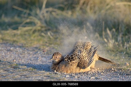 Common Pheasant (Phasianus colchicus), hen taking a dust-bath by the wayside, Dunes of Texel National Park, Texel, West Frisian Islands, Province of North Holland, Netherlands-stock-foto