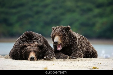 Two Brown Bears (Ursus arctos) dozing next to each other in the sand, Katmai National Park, Alaska-stock-foto