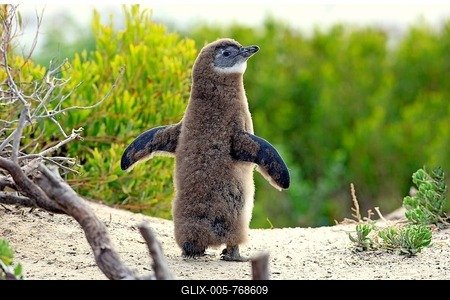 African Penguin (Spheniscus demersus), young spreading wings, Boulders Beach, Simon's Town, Western Cape, South Africa-stock-foto