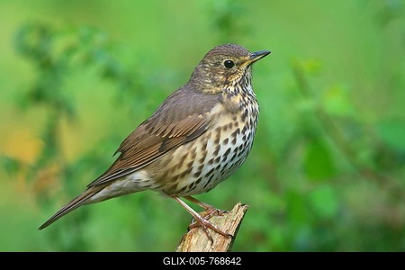 Song thrush (Turdus philomelos) sitting on a branch, side view, Hesse, Germany-stock-foto