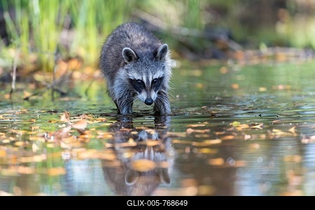 Raccoon (Procyon lotor) wads through water, Louisiana, USA-stock-foto