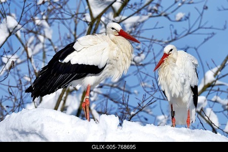 White Storks (Ciconia ciconia), couple standing on snowy nest, Switzerland-stock-foto