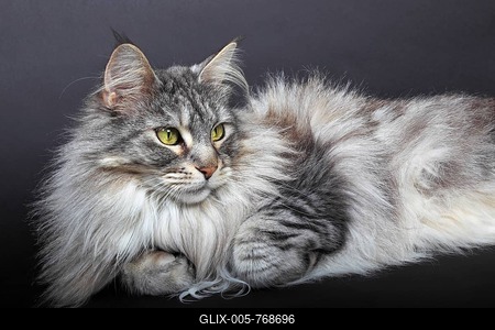 Maine Coon cat, Germany-stock-foto