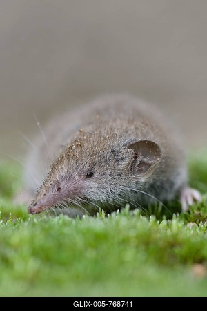 Lesser white-toothed shrew (Crocidura suaveolens), Emsland, Lower Saxony, Germany-stock-foto