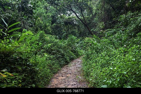 Path through tropical vegetation, Sinharaja Forest Reserve, Sri Lanka-stock-foto