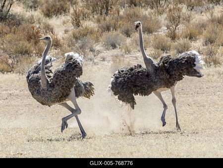Ostriches (Struthio camelus) chasing each other, Kgalagadi Transfrontier National Park, North Cape, South Africa-stock-foto