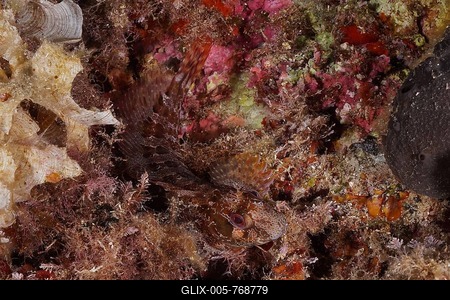 Well camouflaged tompot blenny (Parablennius gattorugine) in the Mediterranean Sea near Hyčres. Dive site Giens Peninsula, Côte dAzur, France-stock-foto