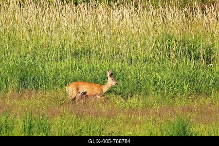 European roe deer (Capreolus capreolus), doe suckling fawn, Middle Elbe Biosphere Reserve, Dessau-Roßlau, Saxony-Anhalt, Germany-stock-foto