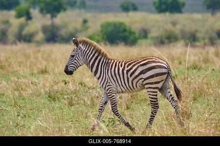 Plains zebra (Equus quagga), running in the savannah, Masai Mara National Reserve, Kenya-stock-foto