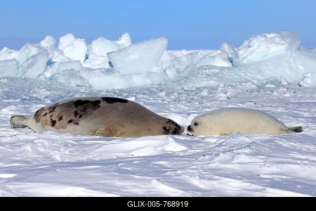 Harp Seal or Saddleback Seal (Pagophilus groenlandicus, Phoca groenlandica), adult female with pup on pack ice, Magdalen Islands, Gulf of Saint Lawrence, Quebec, Canada-stock-foto