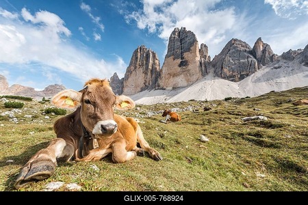Cow on a mountain pasture, North face of the Three Peaks, Sesto Dolomites, South Tyrol, Trentino-South Tyrol, Alto-Adige, Italy-stock-foto
