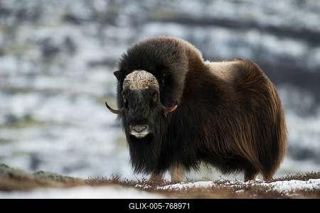 Muskox (Ovibos moschatus), Dovrefjell-Sunndalsfjella National Park, Norway-stock-foto