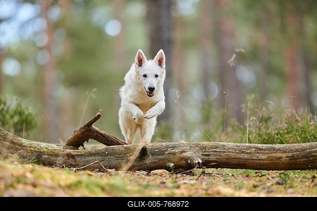 White Swiss Shepherd Dog (Berger Blanc Suisse), Bavaria, Germany-stock-foto