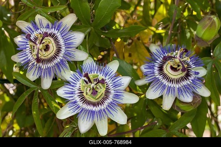 Flowers of a blue passion flower (Passiflora caerulea)-stock-foto
