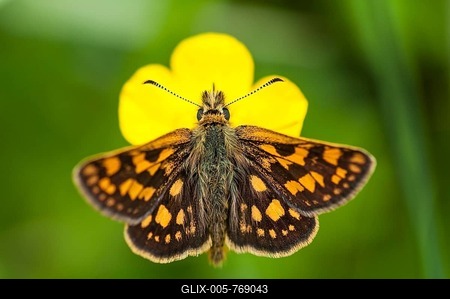 Checkered skipper (Carterocephalus palaemon) perched on a buttercup, Mönchbruch Nature Reserve, Hesse, Germany-stock-foto