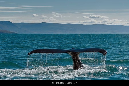 Tail, flukes, diving humpback whale (Megaptera novaeangliae), Eyjafjörður, Iceland-stock-foto