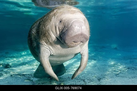 West Indian manatee (Trichechus manatus), female, cow, Three Sisters Springs, Manatee Sanctuary, Crystal River, Florida, USA-stock-foto