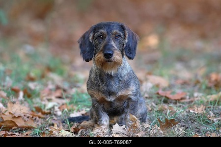 Wire-haired Dachshund male sits in autumn foliage, Germany-stock-foto